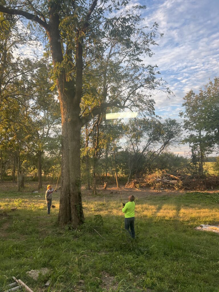 Liability Insurance for Tree Service