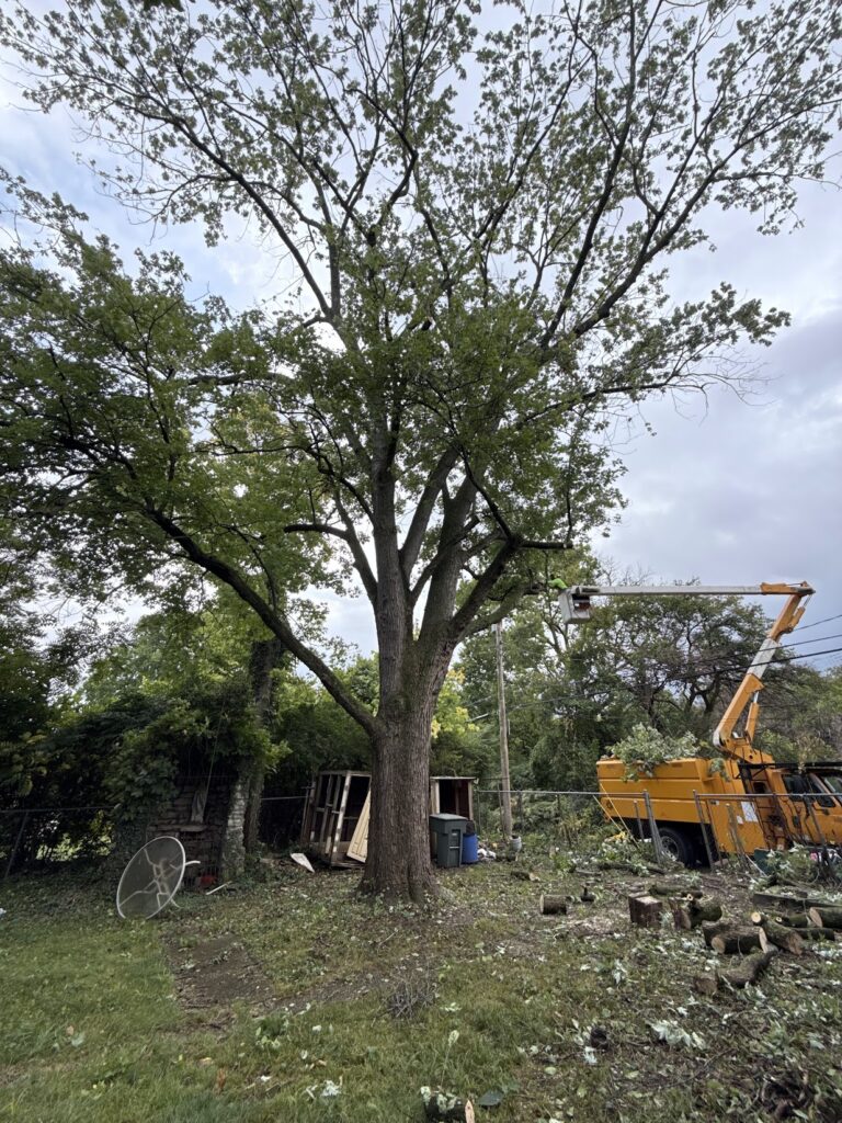 Liability Insurance for Tree Service