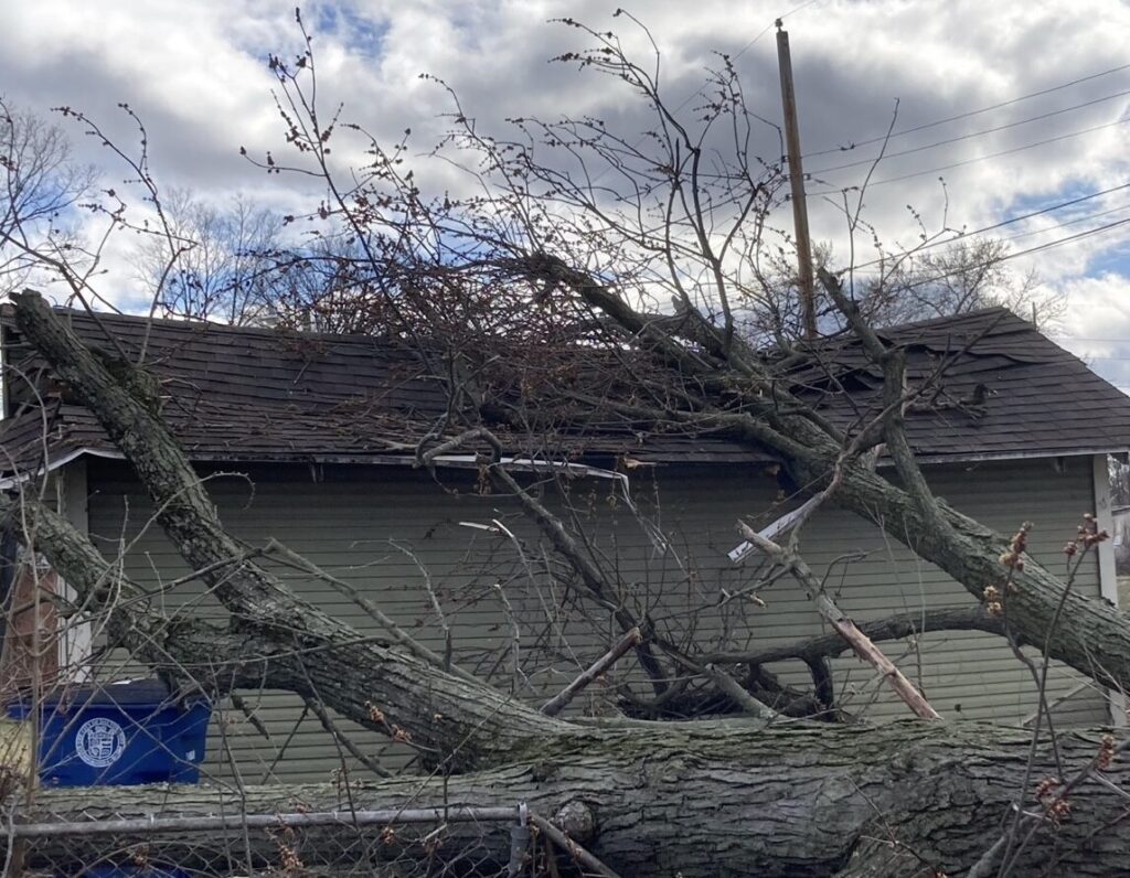 Liability Insurance for Tree Service