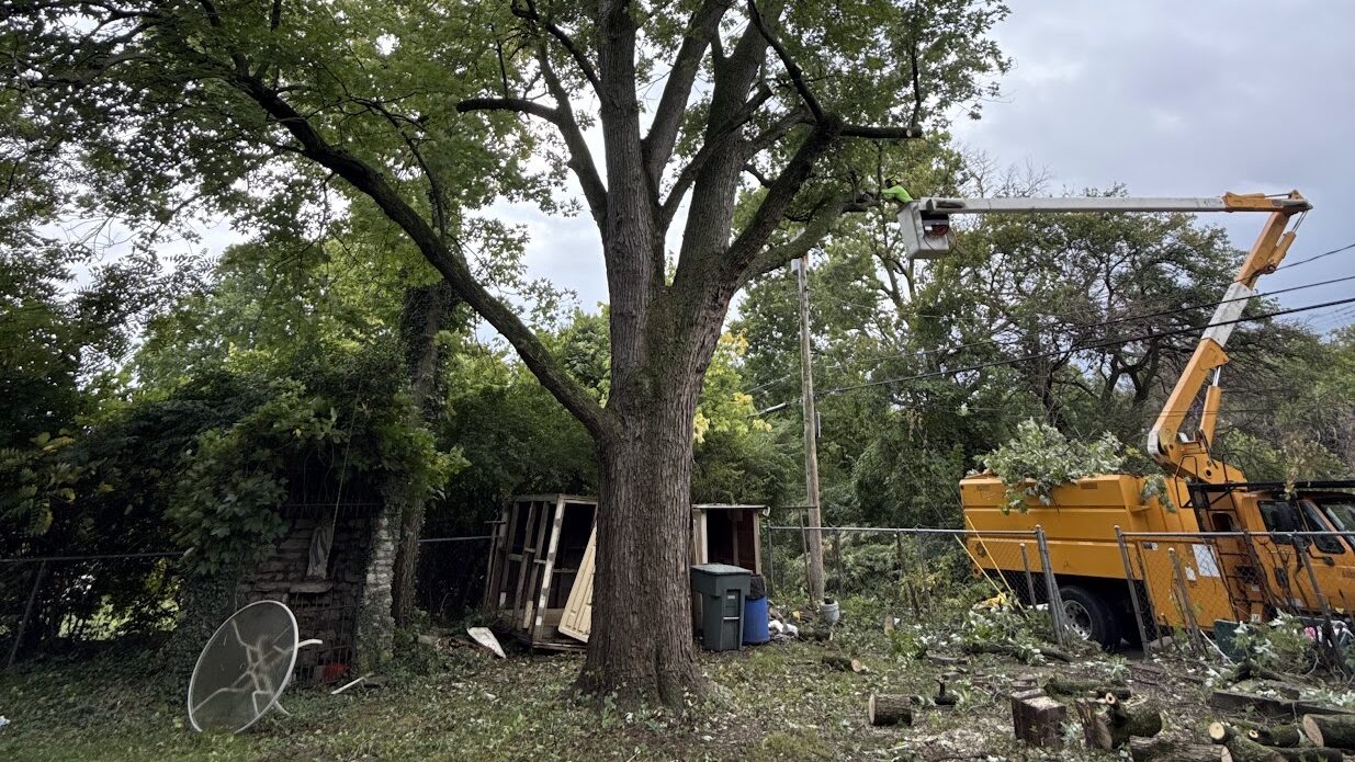 Liability Insurance for Tree Service